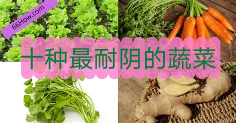 耐陰蔬菜|種什麼菜不需要陽光？9種耐陰蔬菜輕鬆種植 